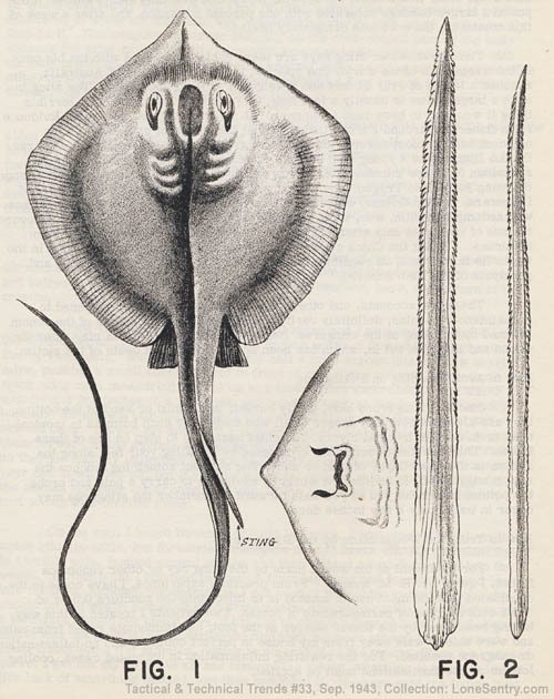 [The Sting Ray or Stingaree - Figure 1 and 2]