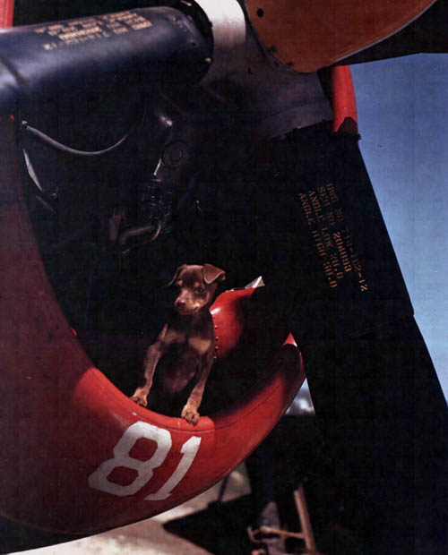 Dog Mascot P-47 Thunderbolt WW2 Color Photo