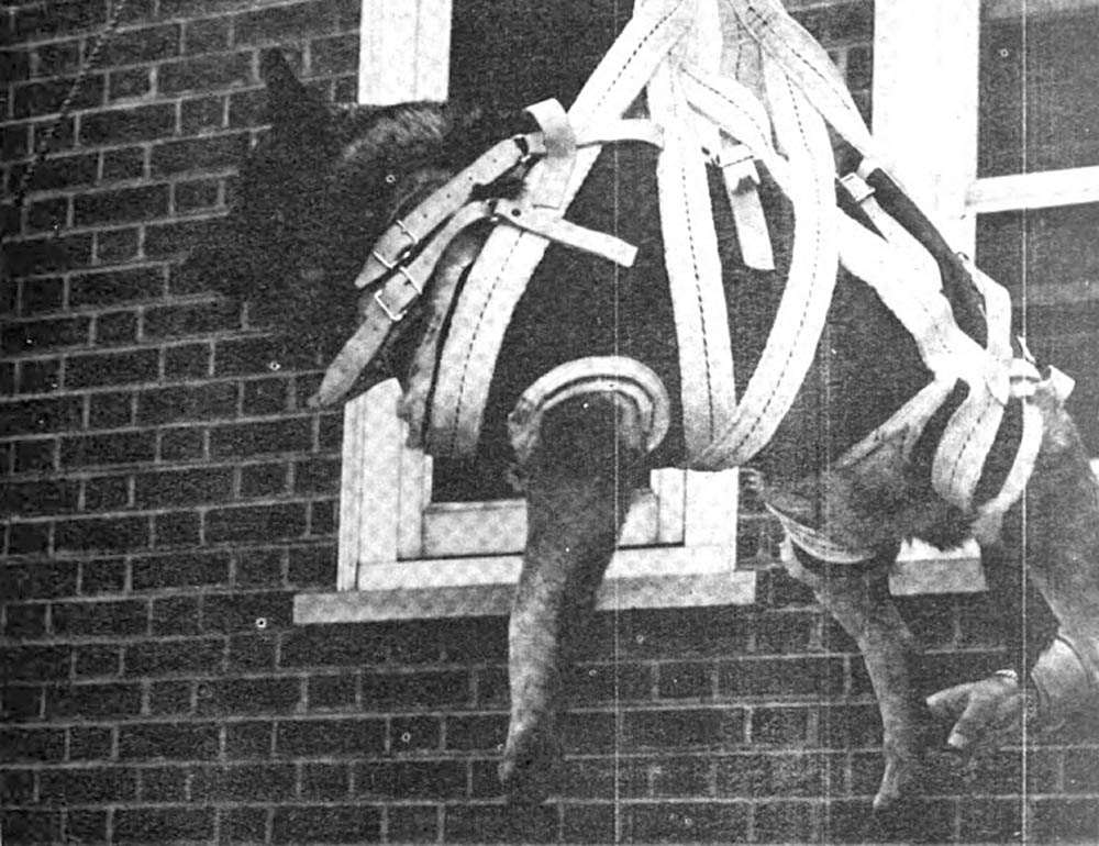 Major, the Parachute St Bernard Dog