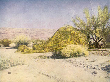 [FIGURE 51. A light-colored, heavily garnished drape ties a vehicle into scrub growth in a desert.]