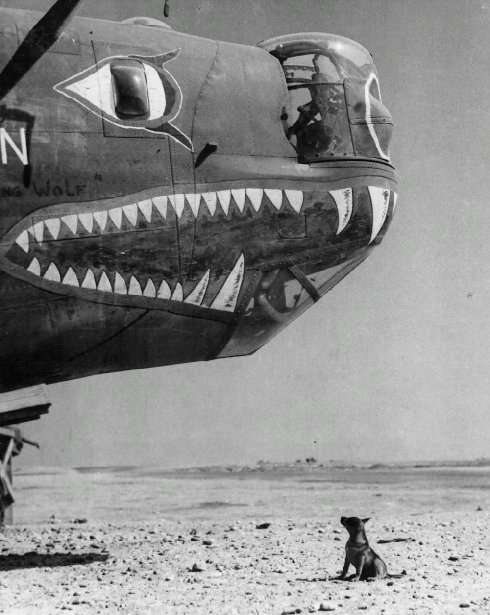 The nose of the Consolidated B-24 Liberator, Howling Wolf, looms over Frank, the group mascot at an air base in southern Italy. (U.S. Air Force Photograph.)