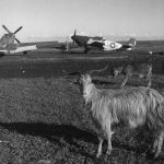Goats graze on a runway in Ramitelli, Italy in March 1945 with fighters from the 332nd Fighter Group parked in the background. (U.S. Library of Congress Photograph.)