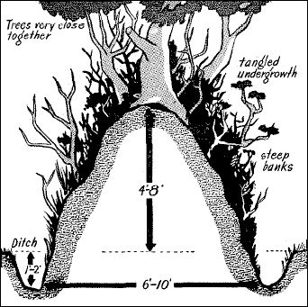 [Section of Typical Normandy Hedgerow]