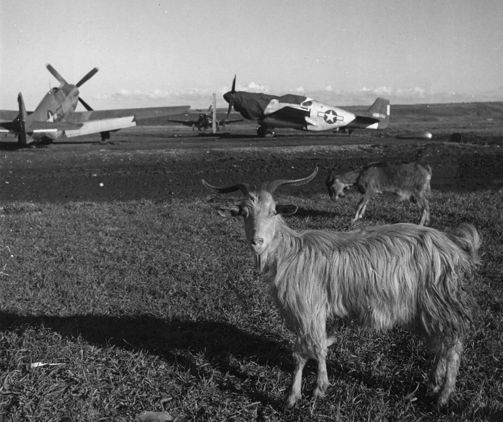 Goats graze on a runway in Ramitelli, Italy in March 1945 with fighters from the 332nd Fighter Group parked in the background. (U.S. Library of Congress Photograph.)